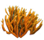 neoncoral logo